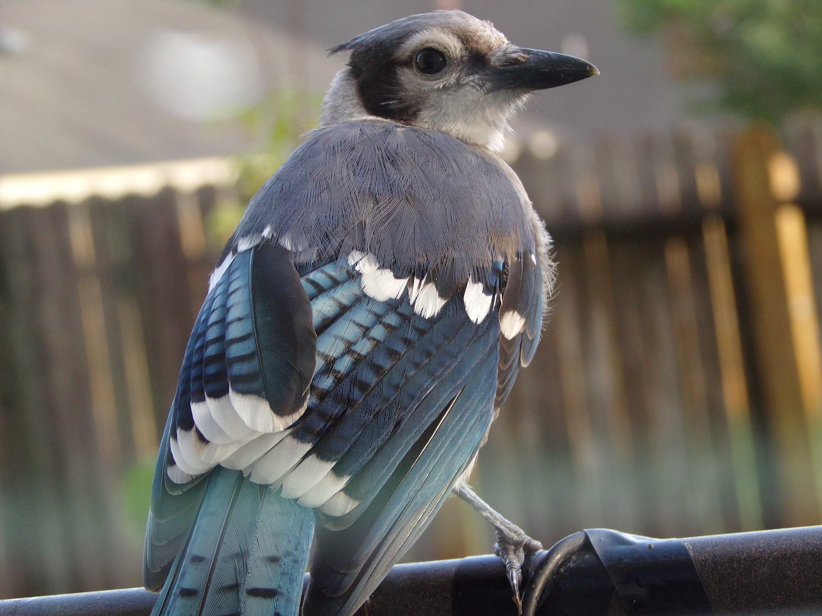 Blue Jay - ML620642176