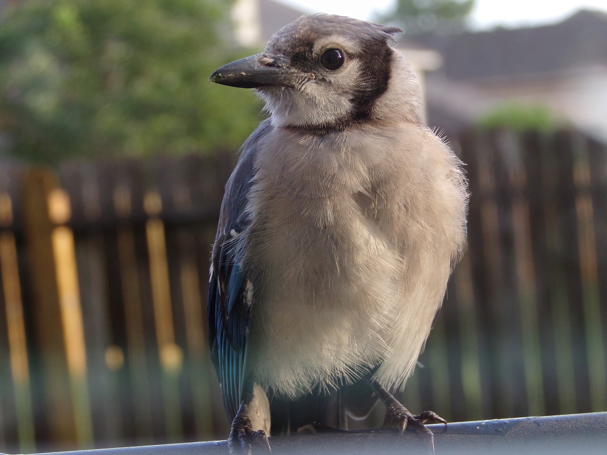 Blue Jay - ML620642178