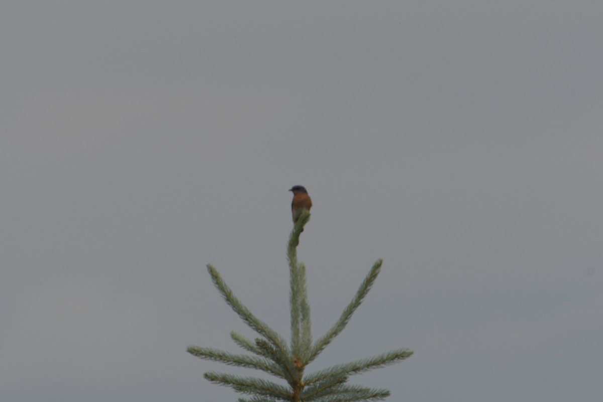 Eastern Bluebird - Cathy Del Valle