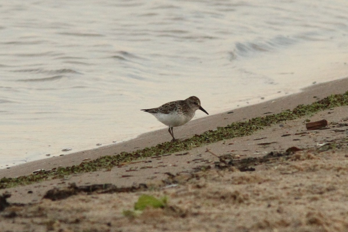 Semipalmated Sandpiper - ML620642181