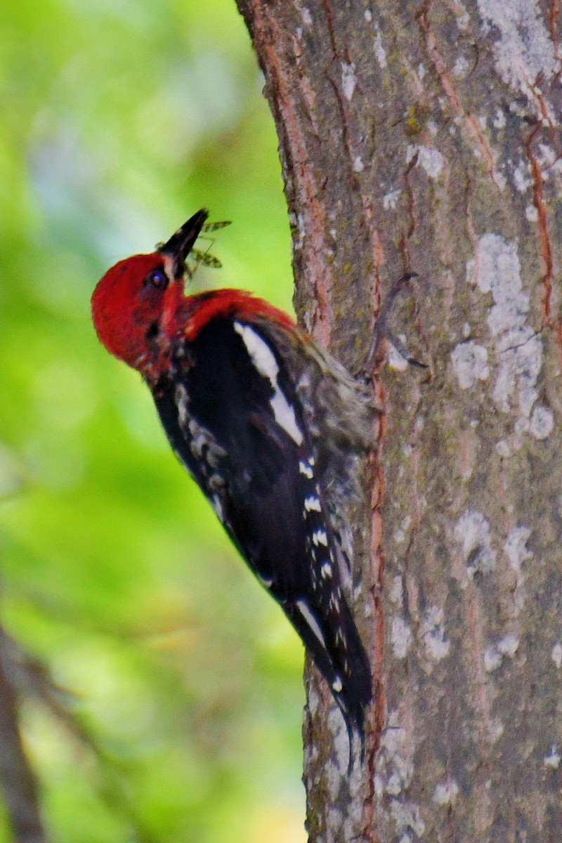 Red-breasted Sapsucker - ML620642182