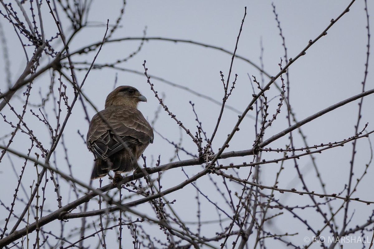 Chimango Caracara - ML620642183