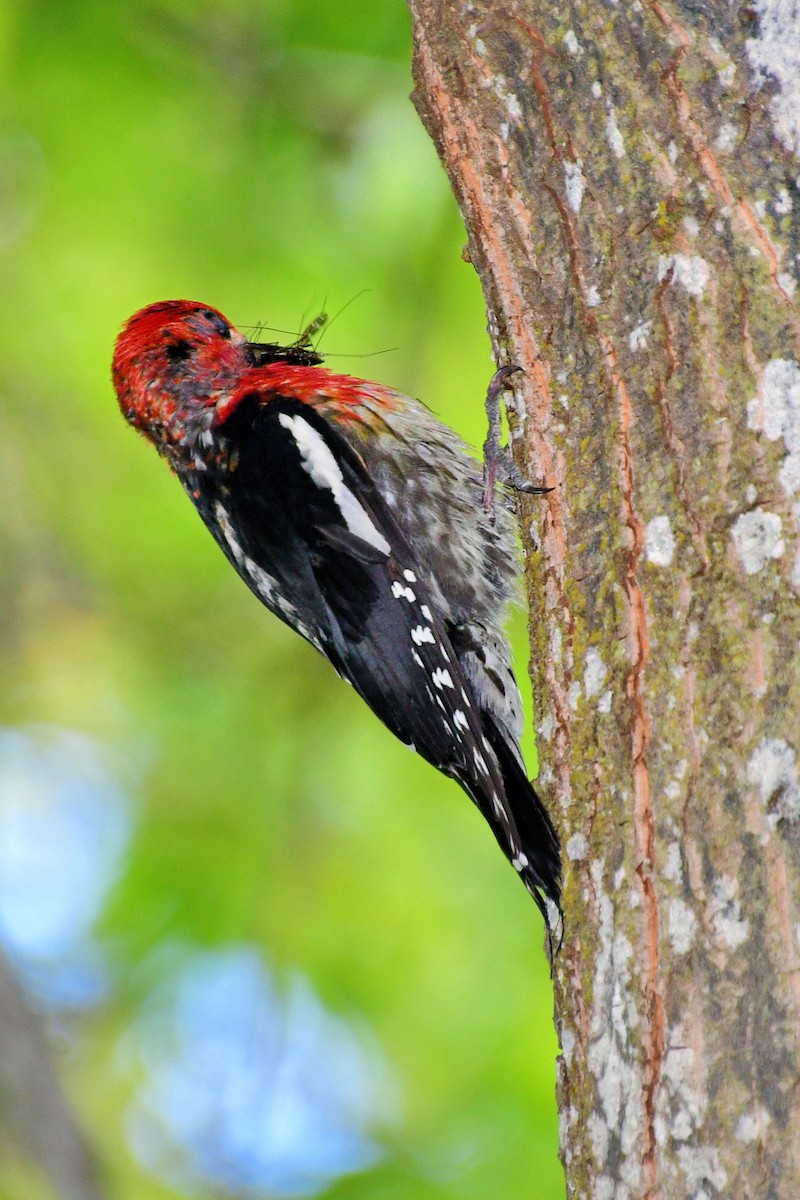 Red-breasted Sapsucker - ML620642185