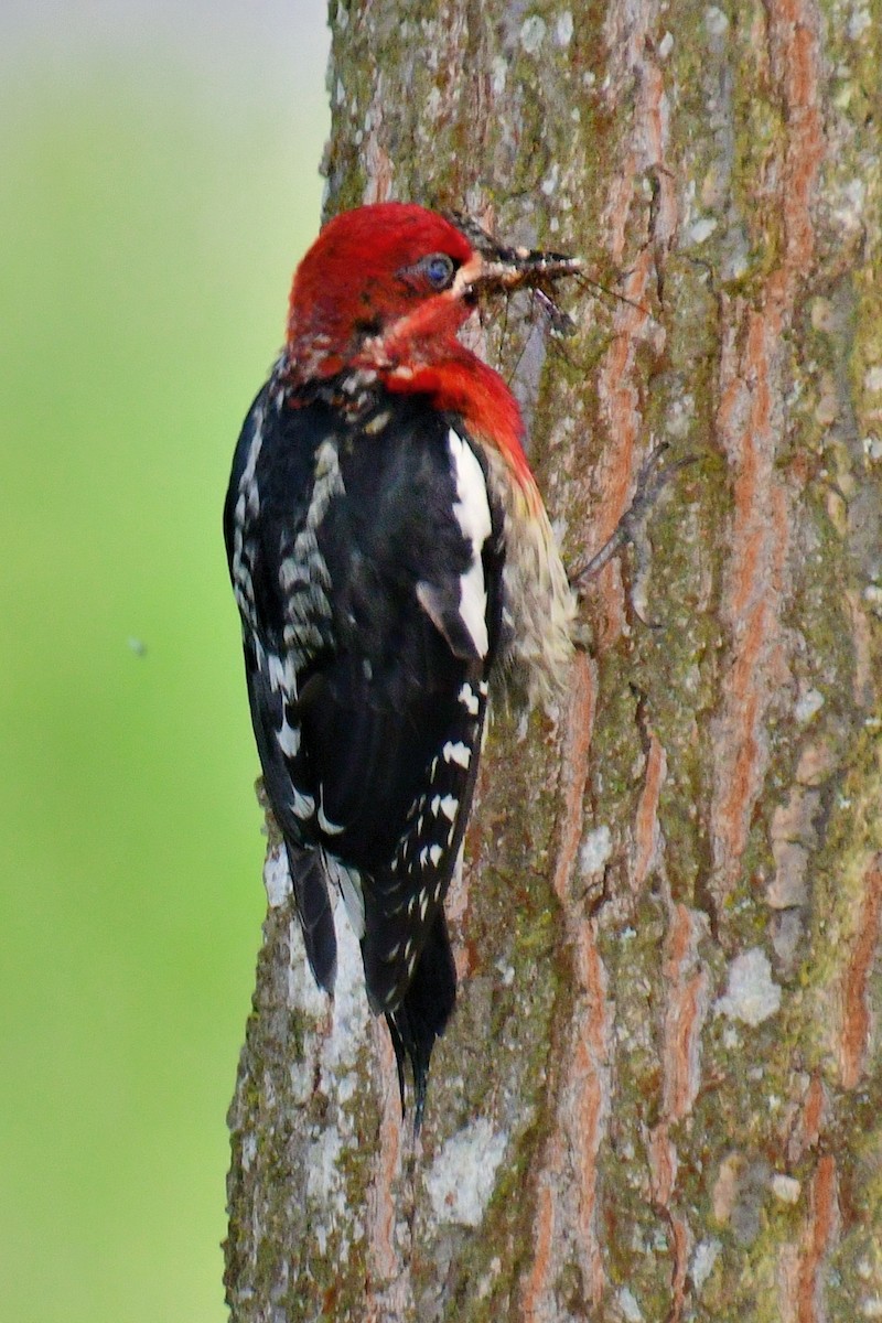 Red-breasted Sapsucker - ML620642187