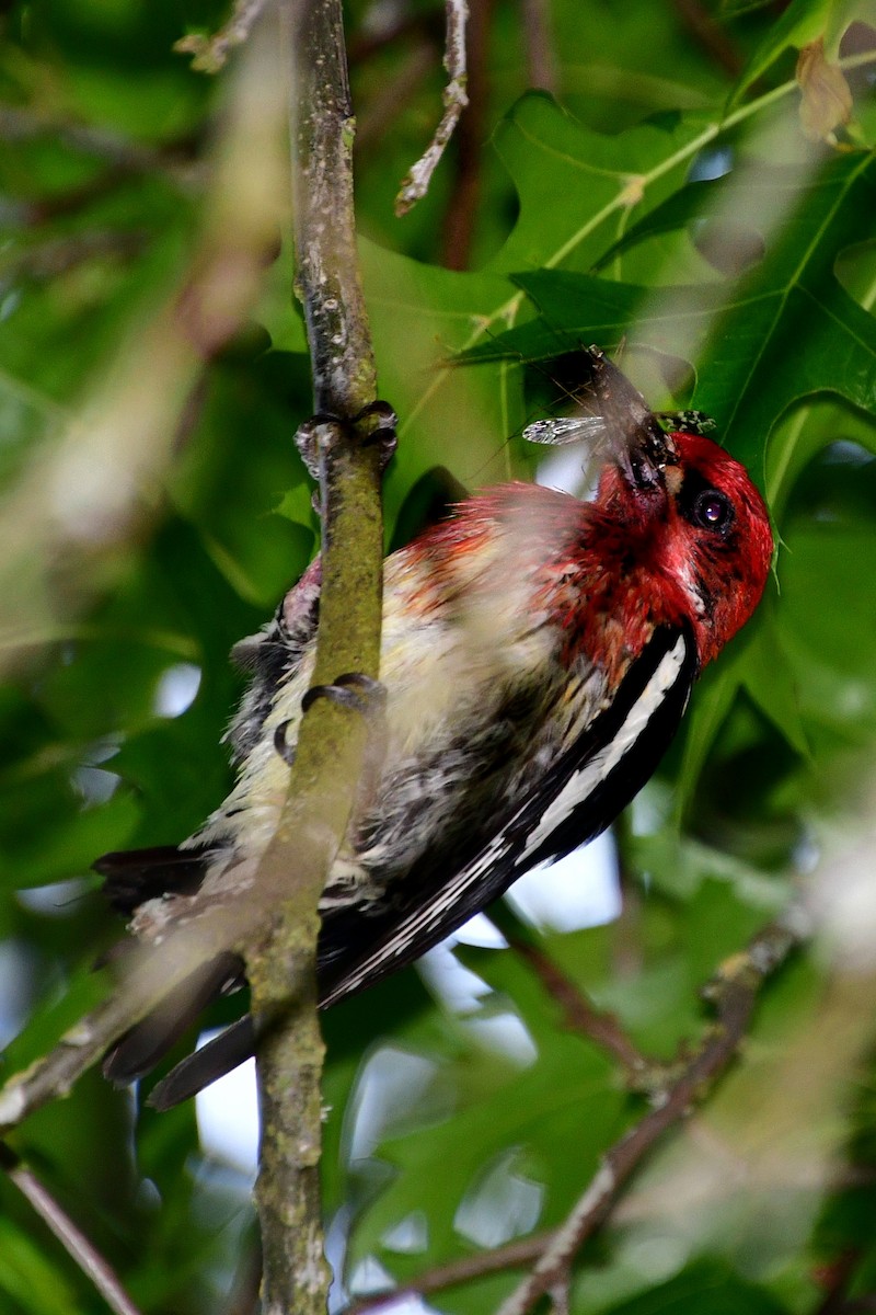 Red-breasted Sapsucker - ML620642190