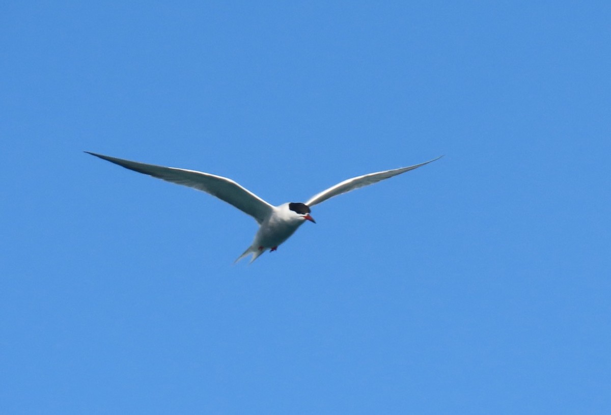 Common Tern - ML620642191