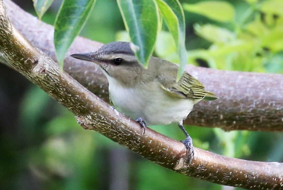 Black-whiskered Vireo - ML620642196