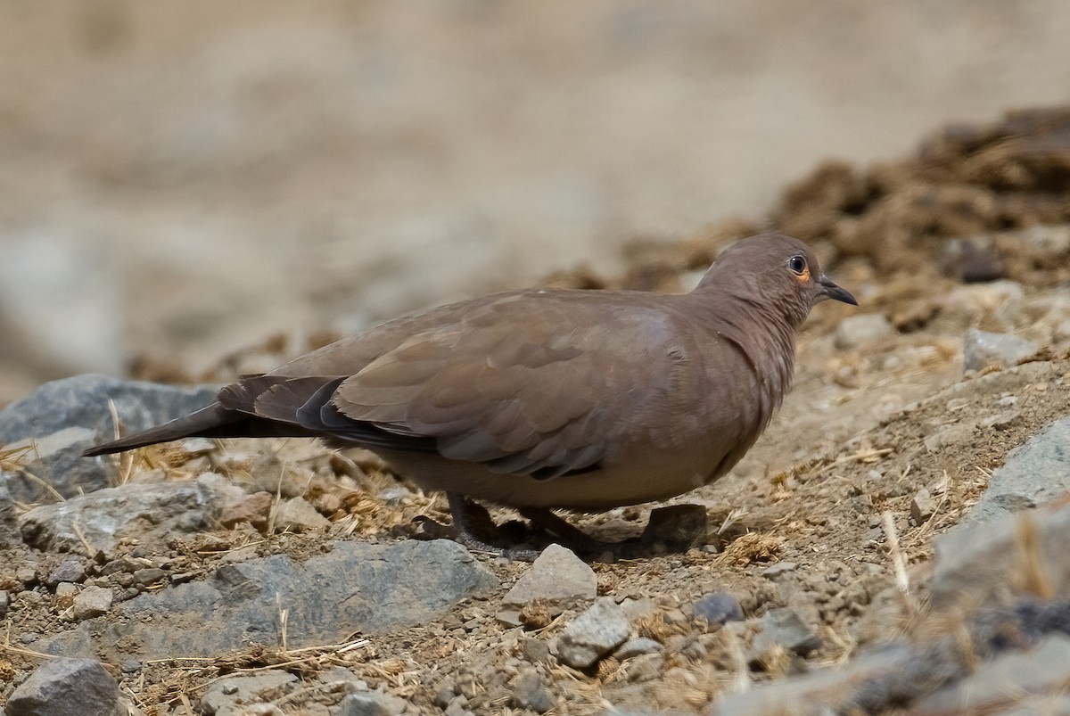 Black-winged Ground Dove - ML620642200