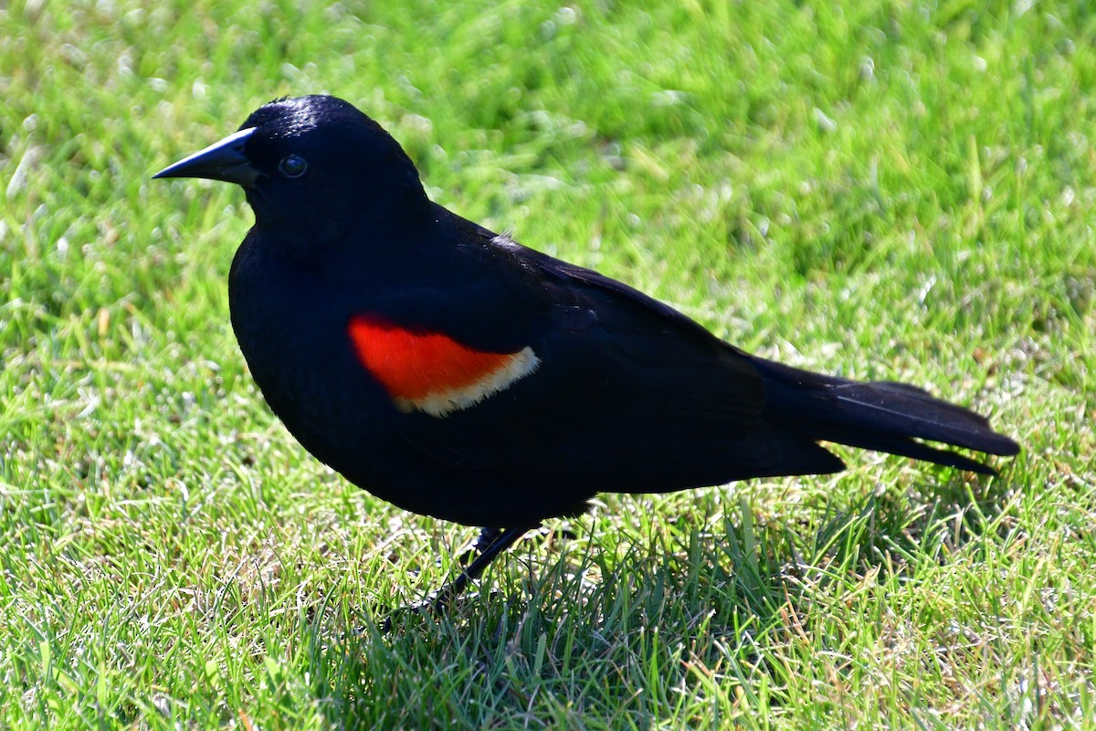 Red-winged Blackbird - ML620642201