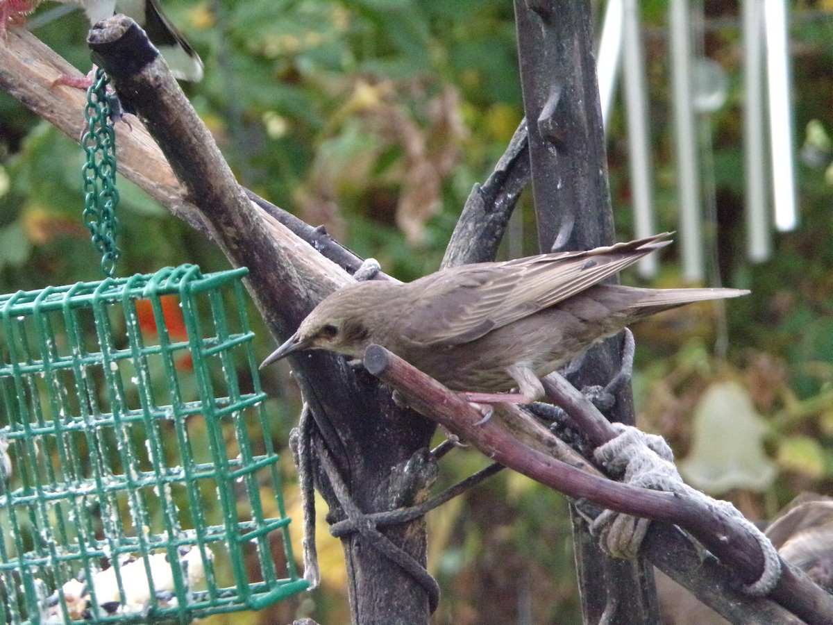 European Starling - ML620642205