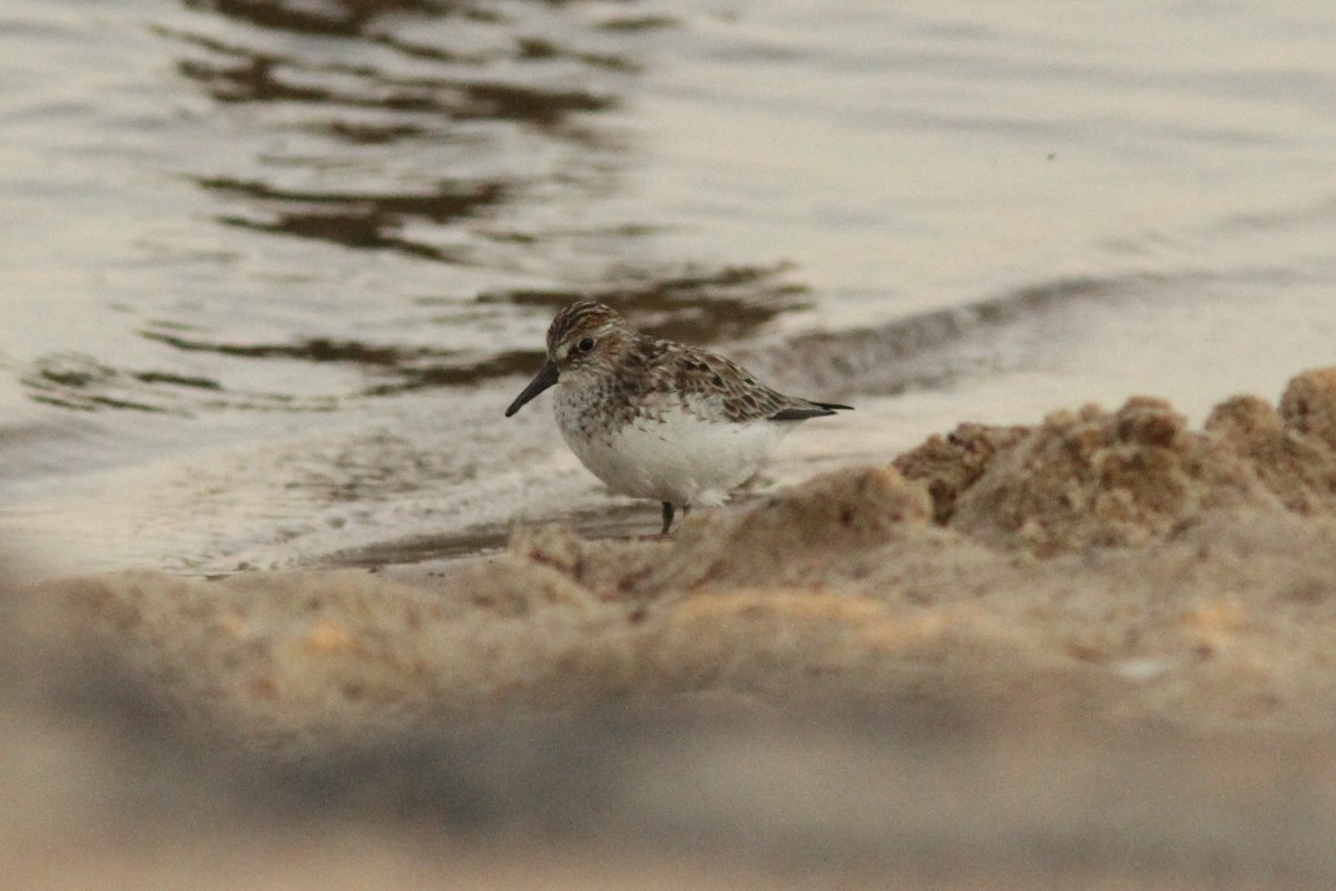 Semipalmated Sandpiper - ML620642206