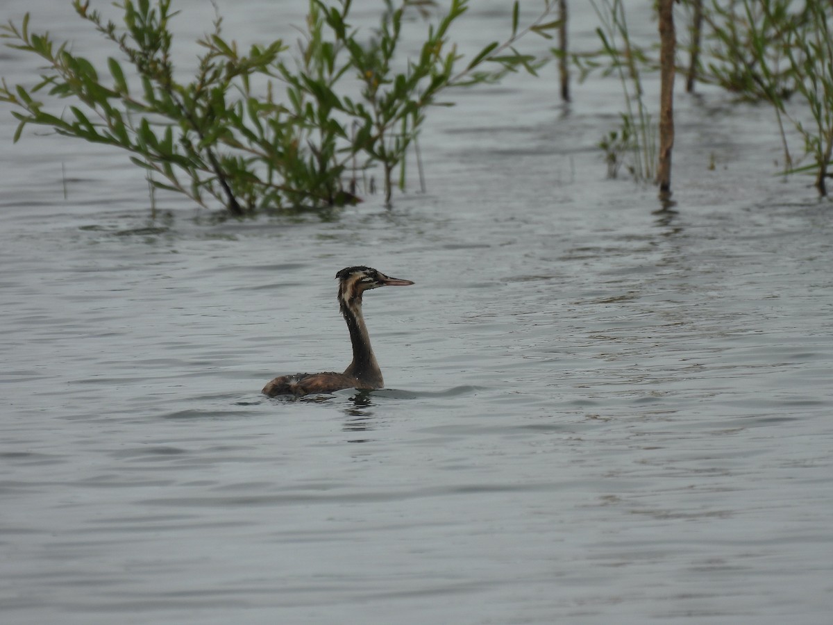 Great Crested Grebe - ML620642212