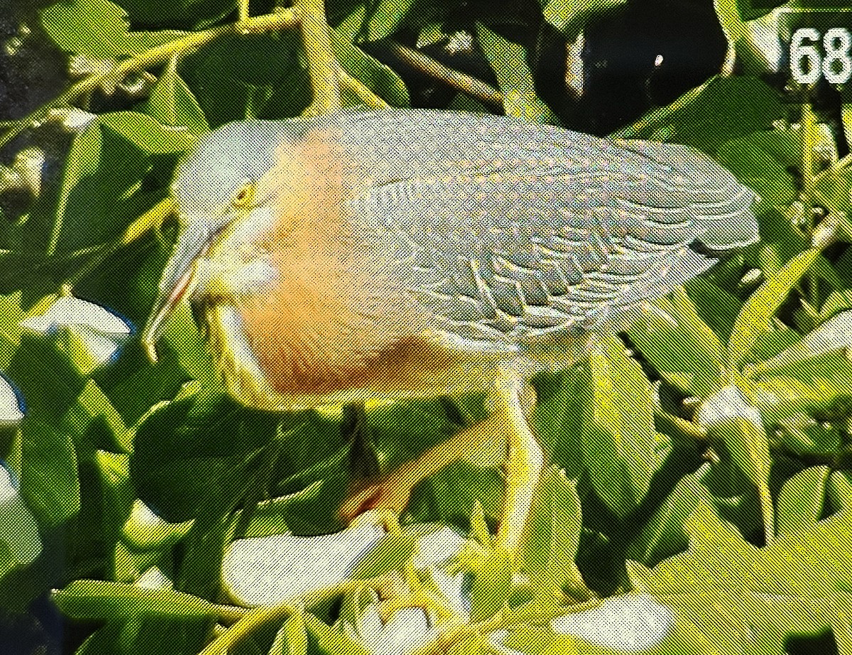 Green Heron - ML620642215