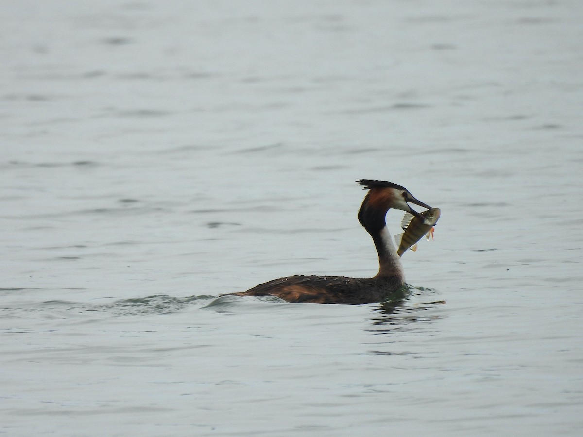 Great Crested Grebe - ML620642216