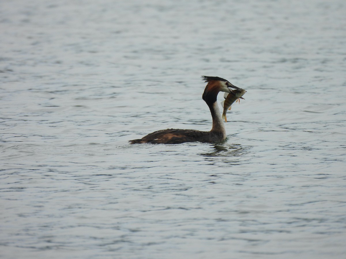 Great Crested Grebe - ML620642217