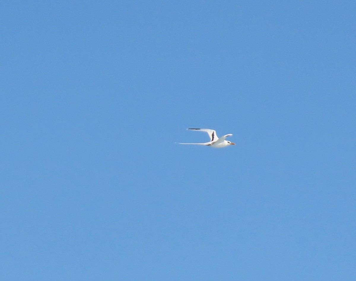 White-tailed Tropicbird - ML620642219