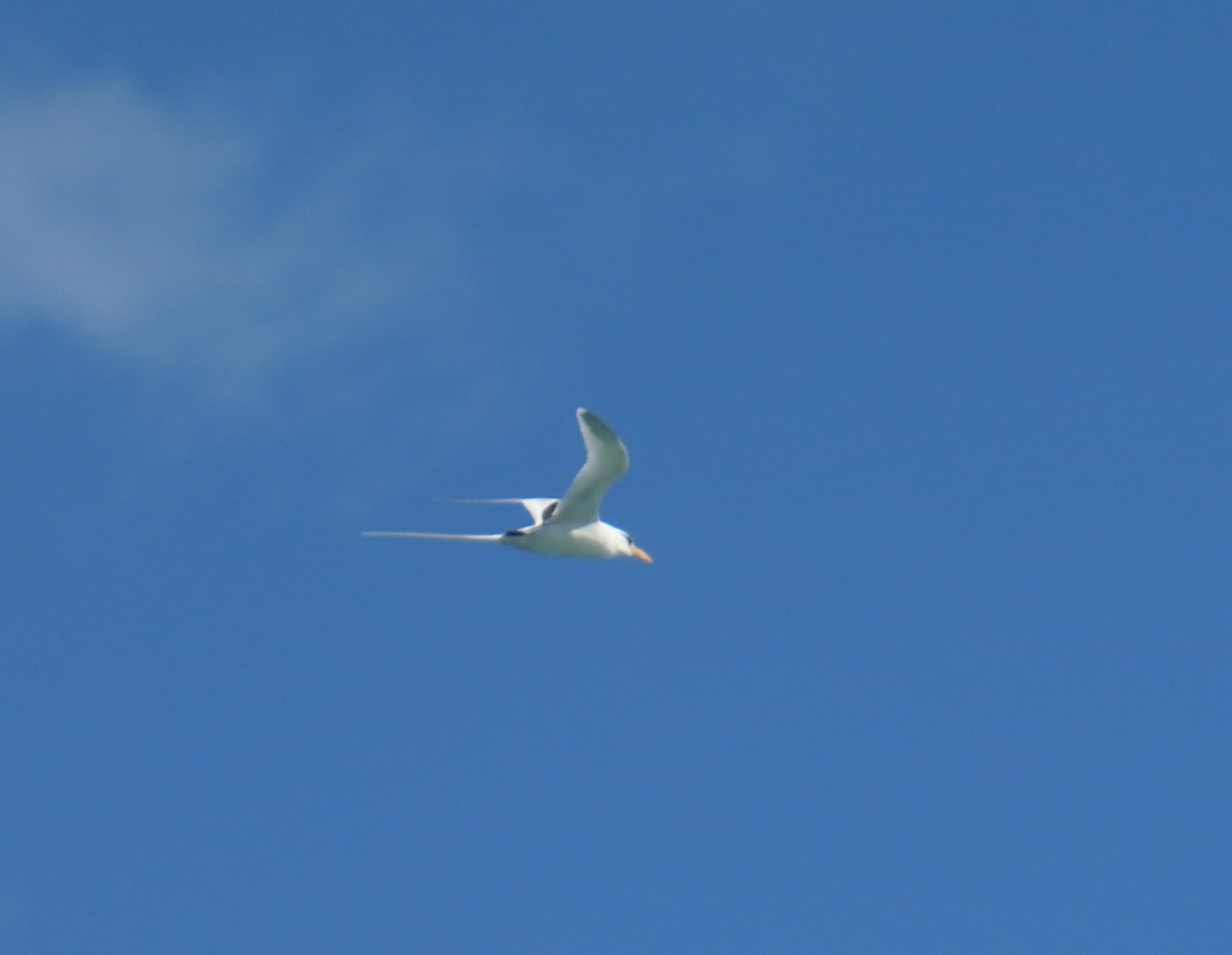 White-tailed Tropicbird - ML620642221