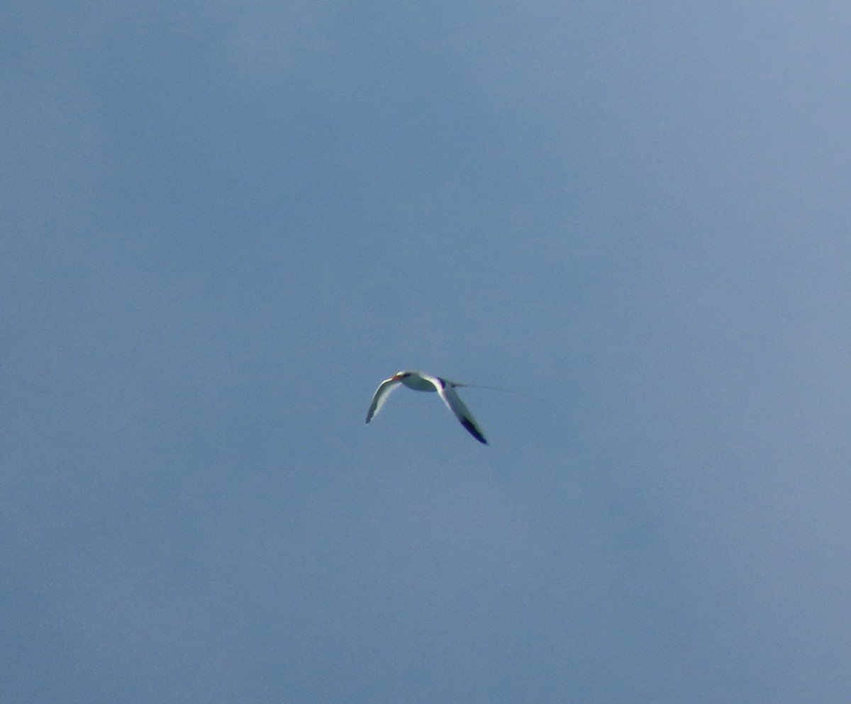 White-tailed Tropicbird - ML620642222