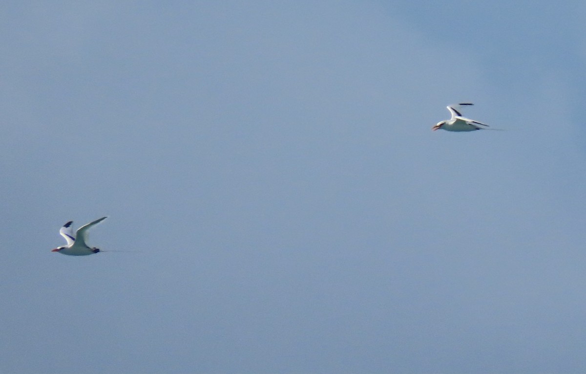 White-tailed Tropicbird - ML620642223