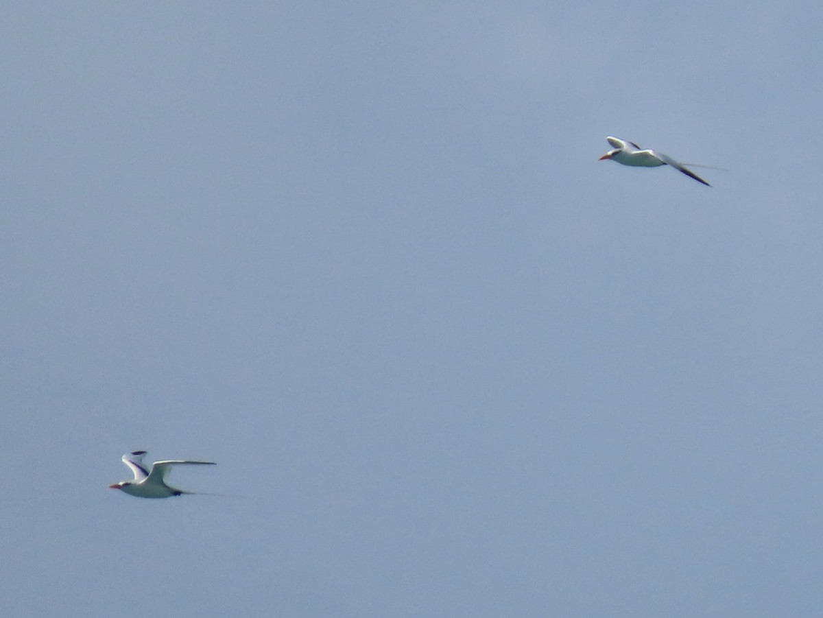 White-tailed Tropicbird - ML620642225