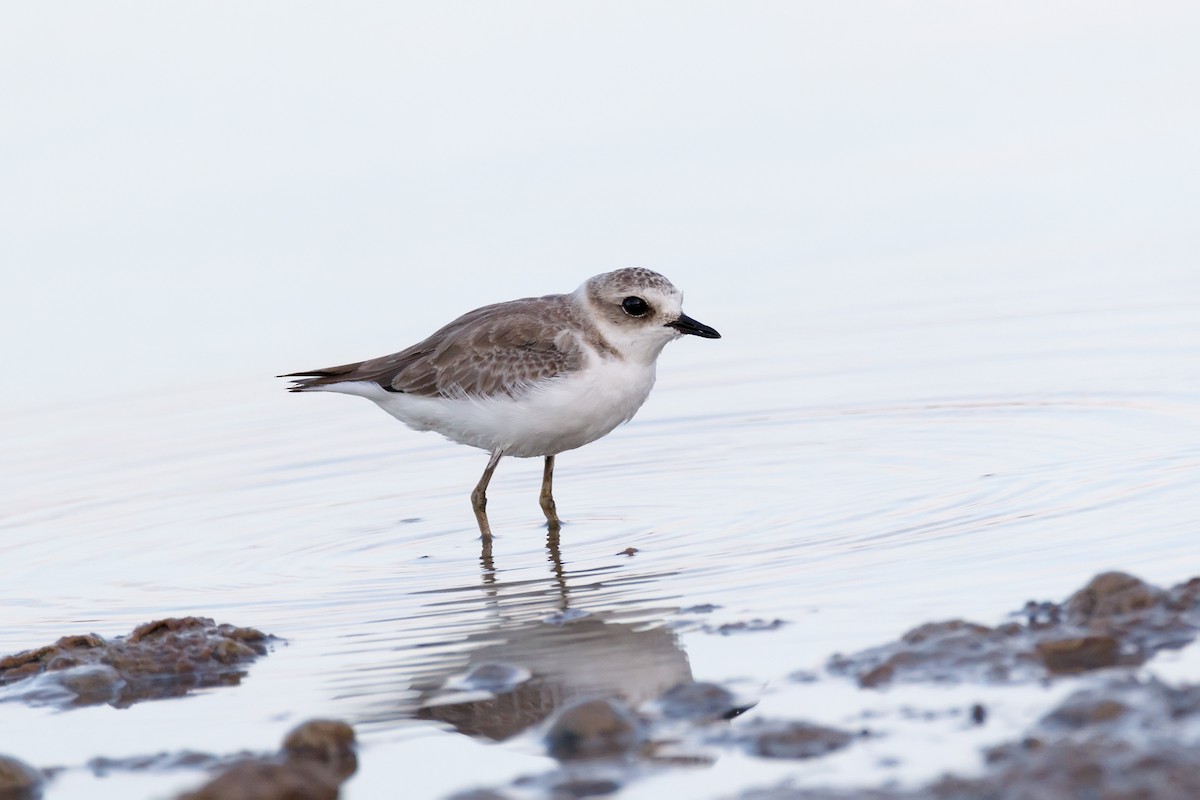 Kentish Plover - ML620642229