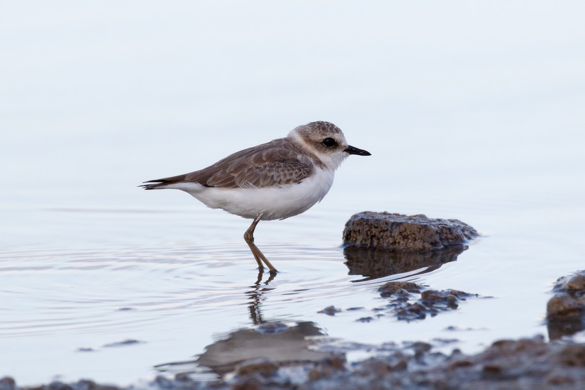 Kentish Plover - ML620642230