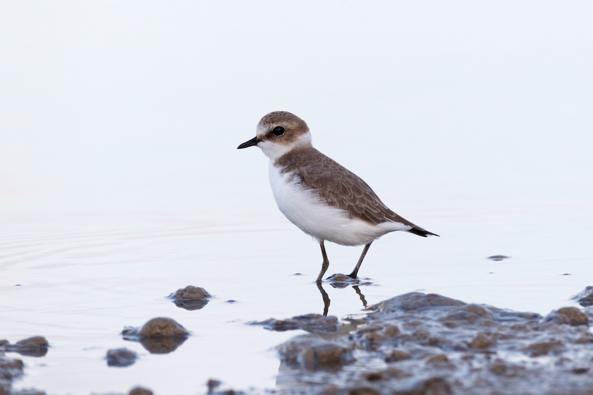 Kentish Plover - ML620642231