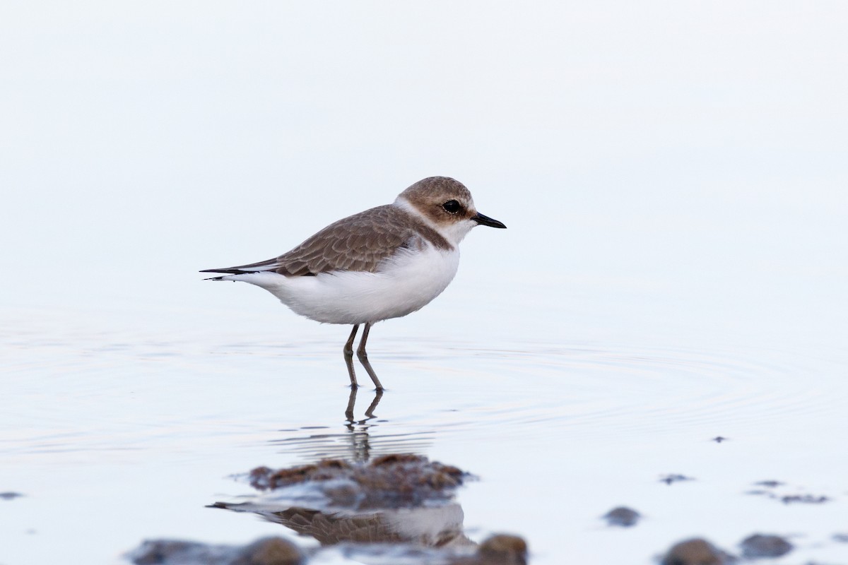 Kentish Plover - ML620642235