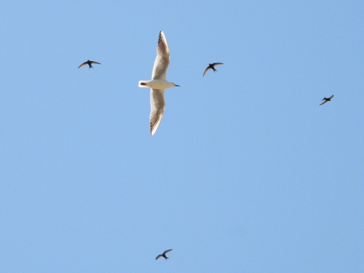 Slender-billed Gull - Martin Rheinheimer