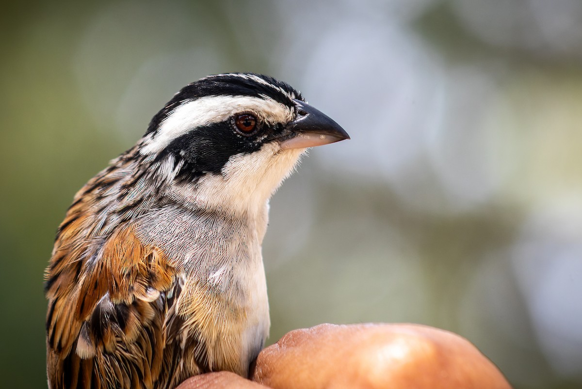 Stripe-headed Sparrow - ML620642240