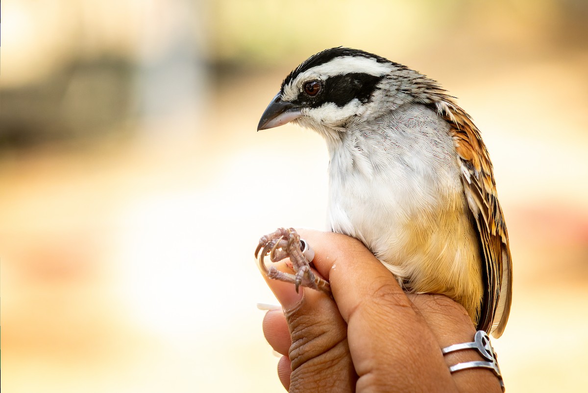 Stripe-headed Sparrow - ML620642241