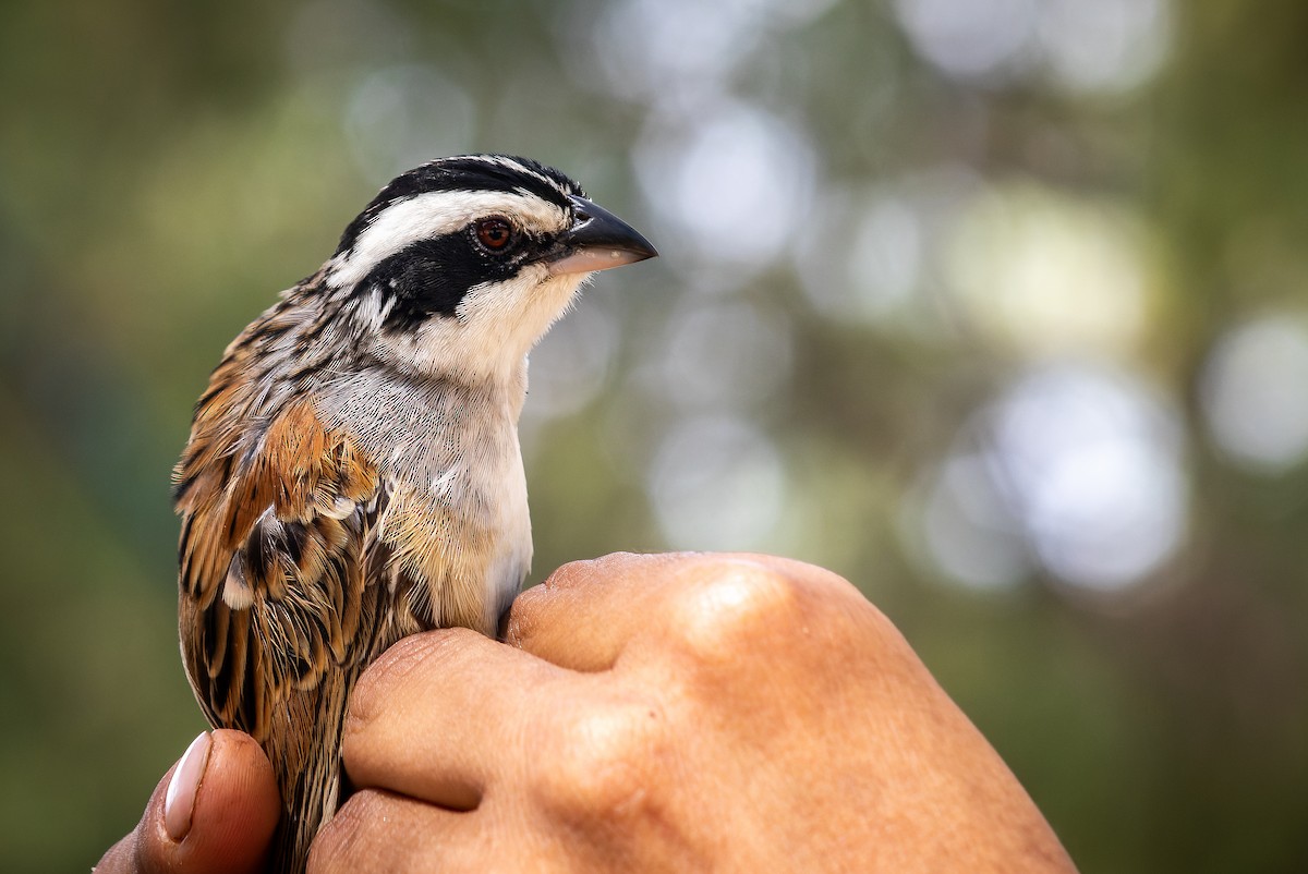 Stripe-headed Sparrow - ML620642242