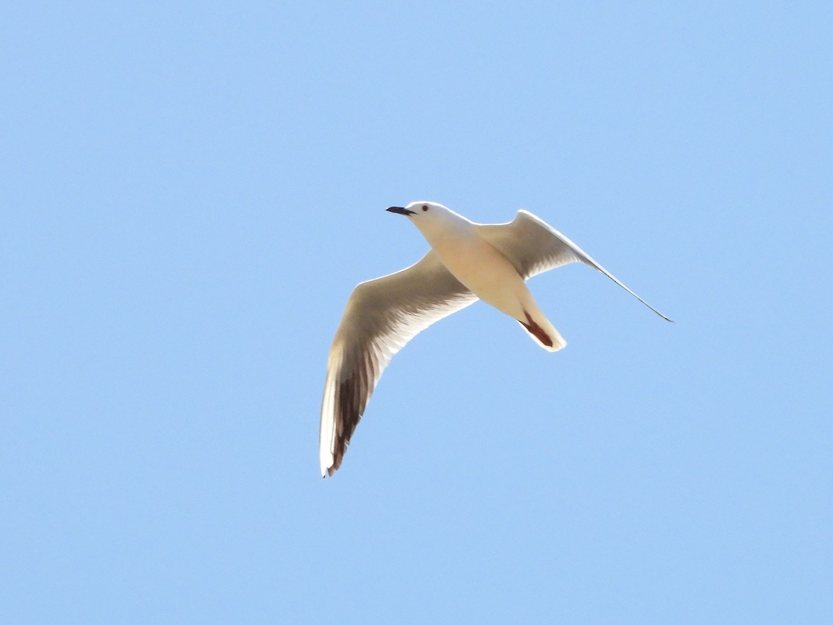 Slender-billed Gull - ML620642243