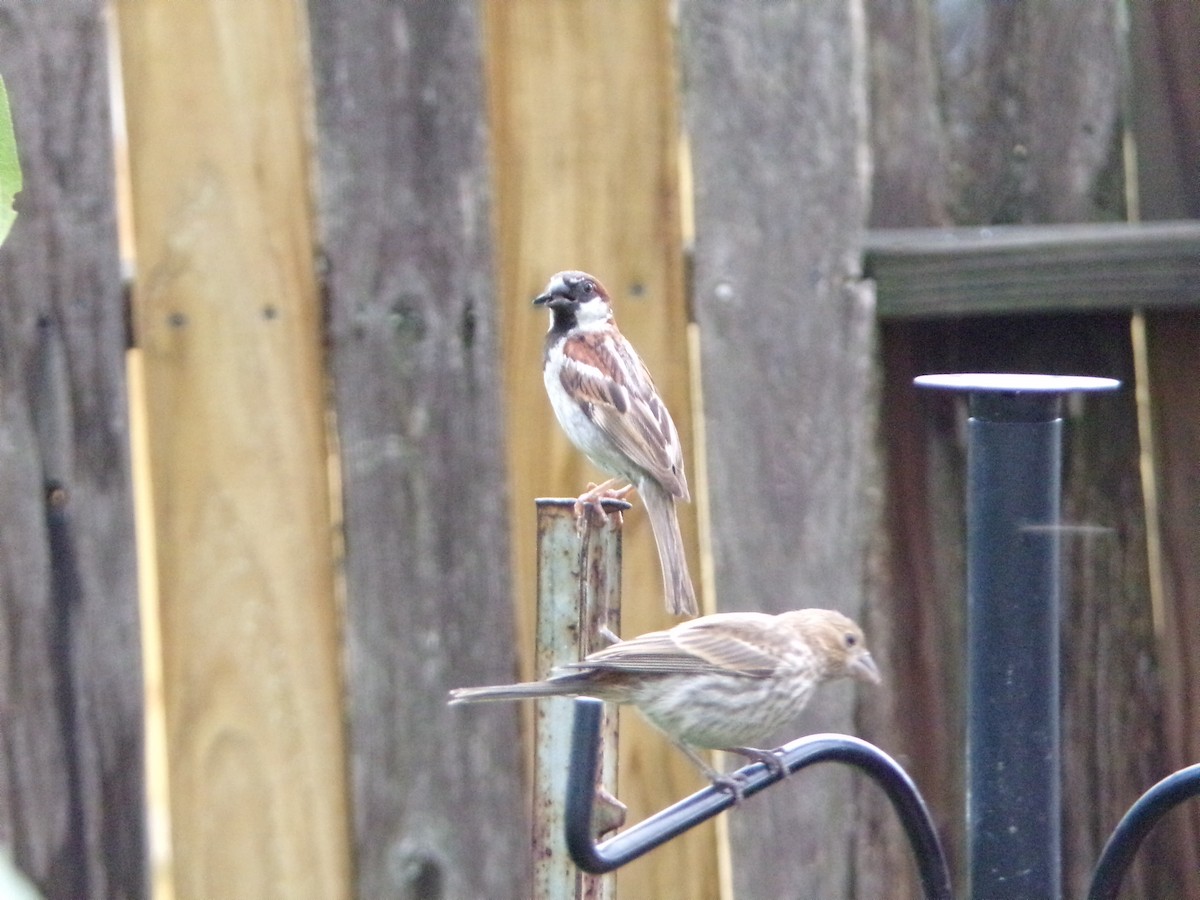 House Sparrow - ML620642244