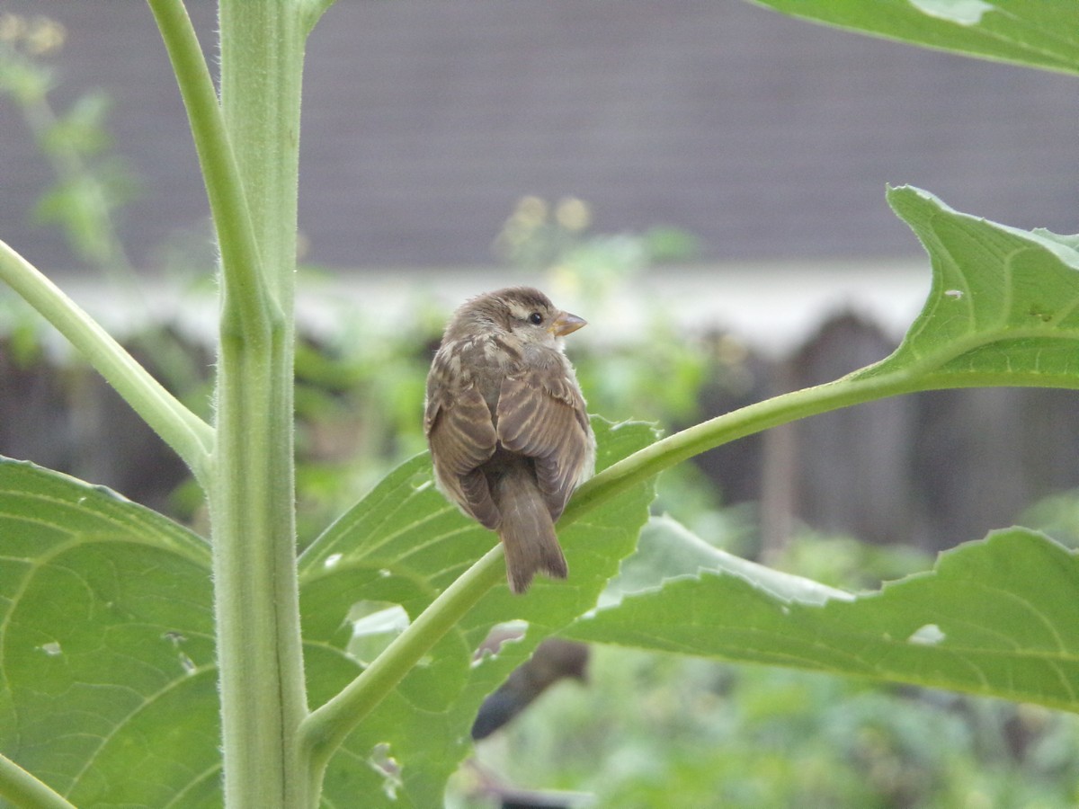 Moineau domestique - ML620642245