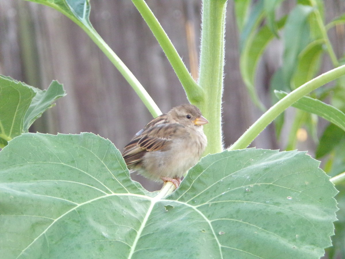 House Sparrow - ML620642246