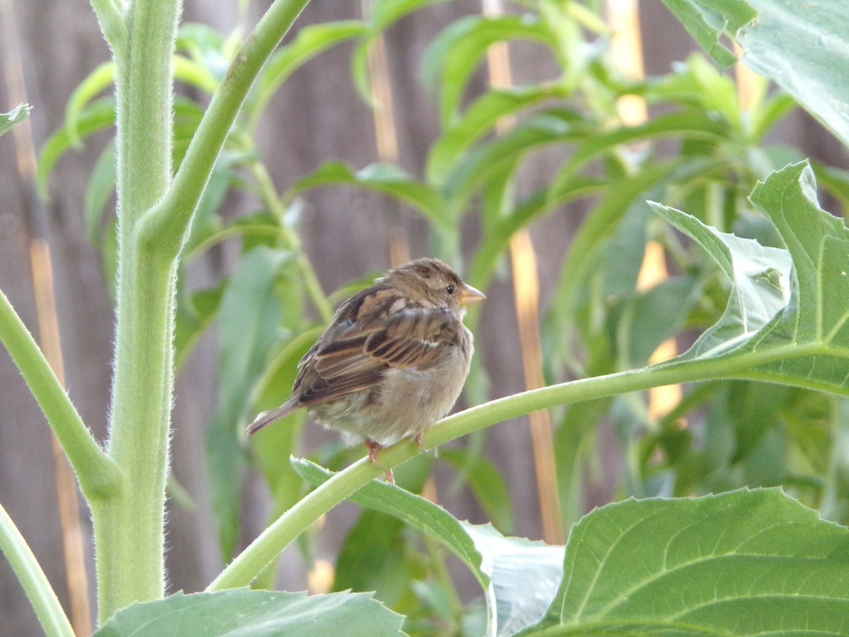 House Sparrow - ML620642247