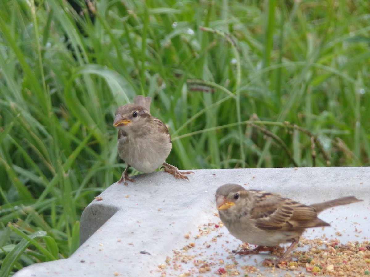 Moineau domestique - ML620642248