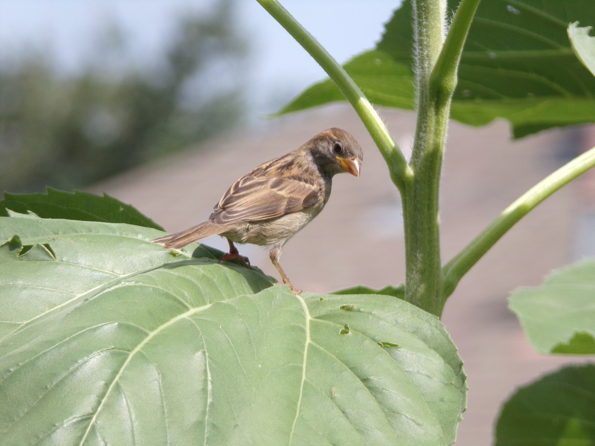 Moineau domestique - ML620642249