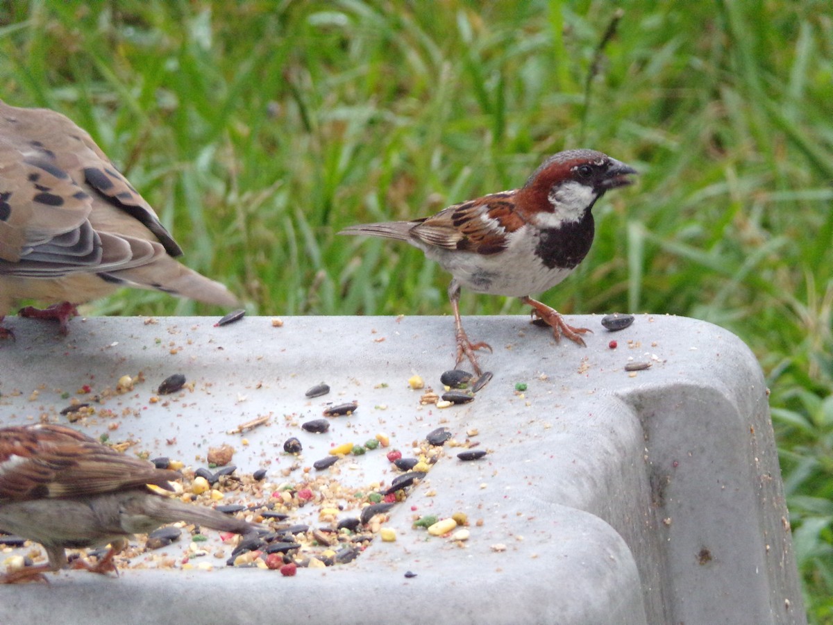 House Sparrow - ML620642250