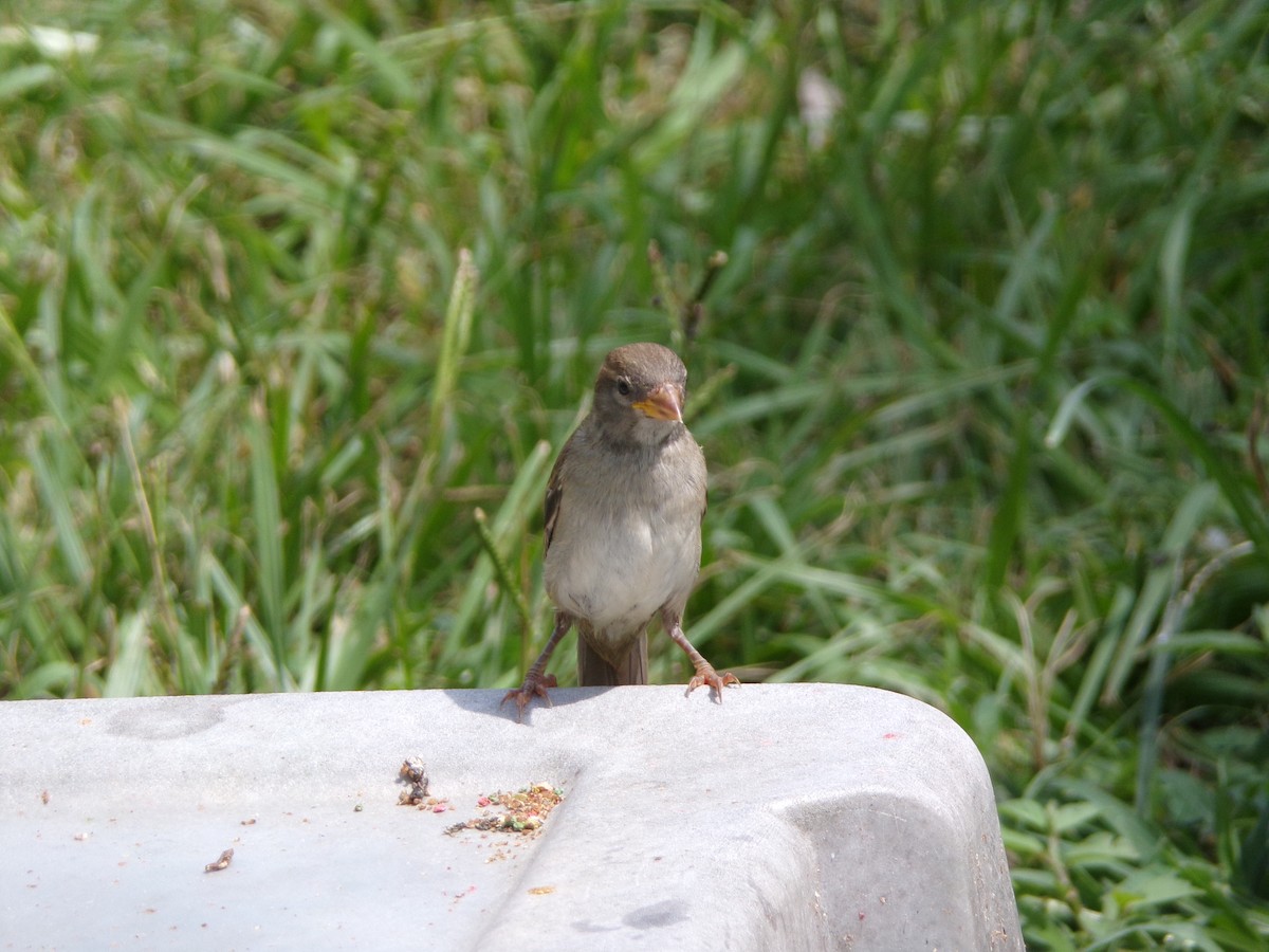 House Sparrow - ML620642251