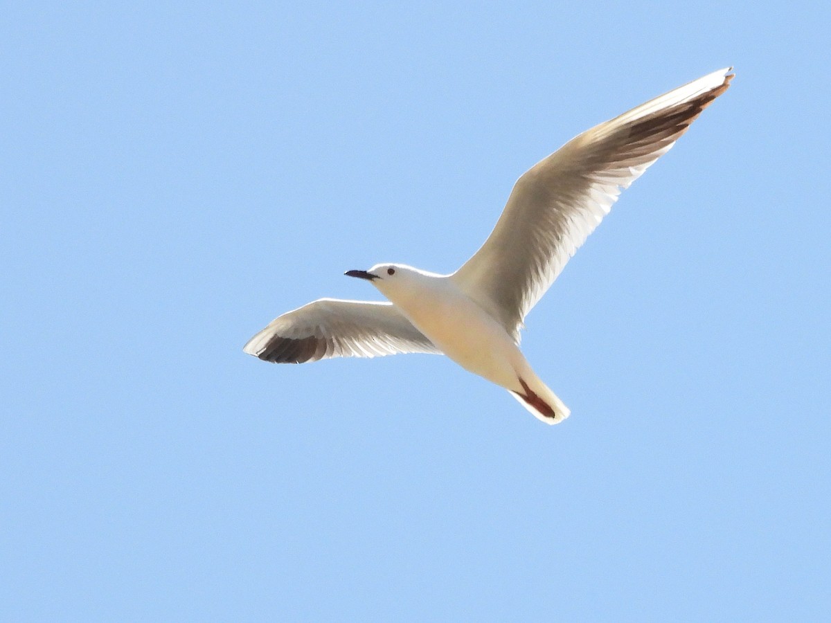 Slender-billed Gull - Martin Rheinheimer