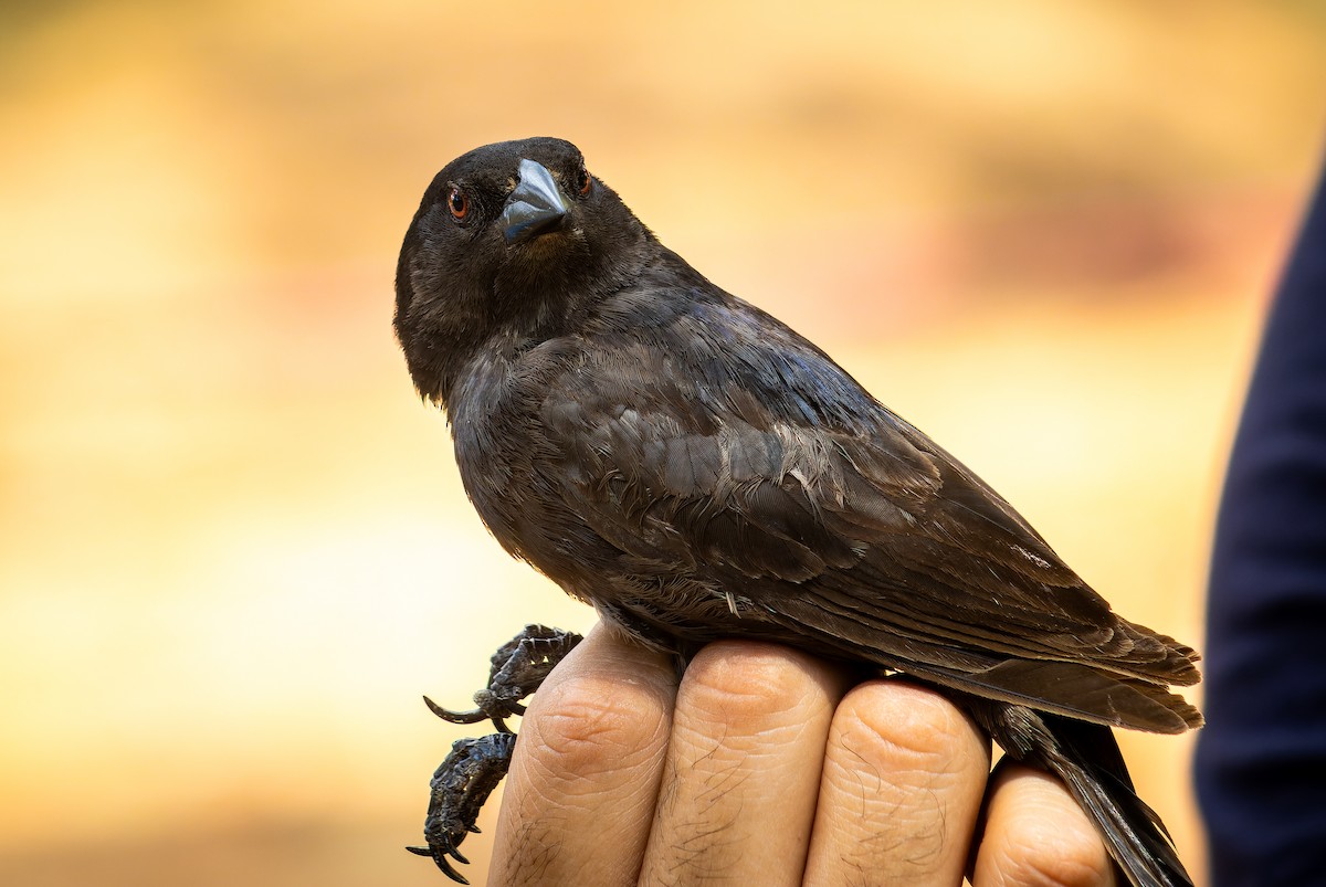 Bronzed Cowbird - ML620642255