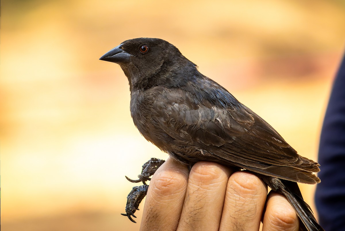 Bronzed Cowbird - ML620642256