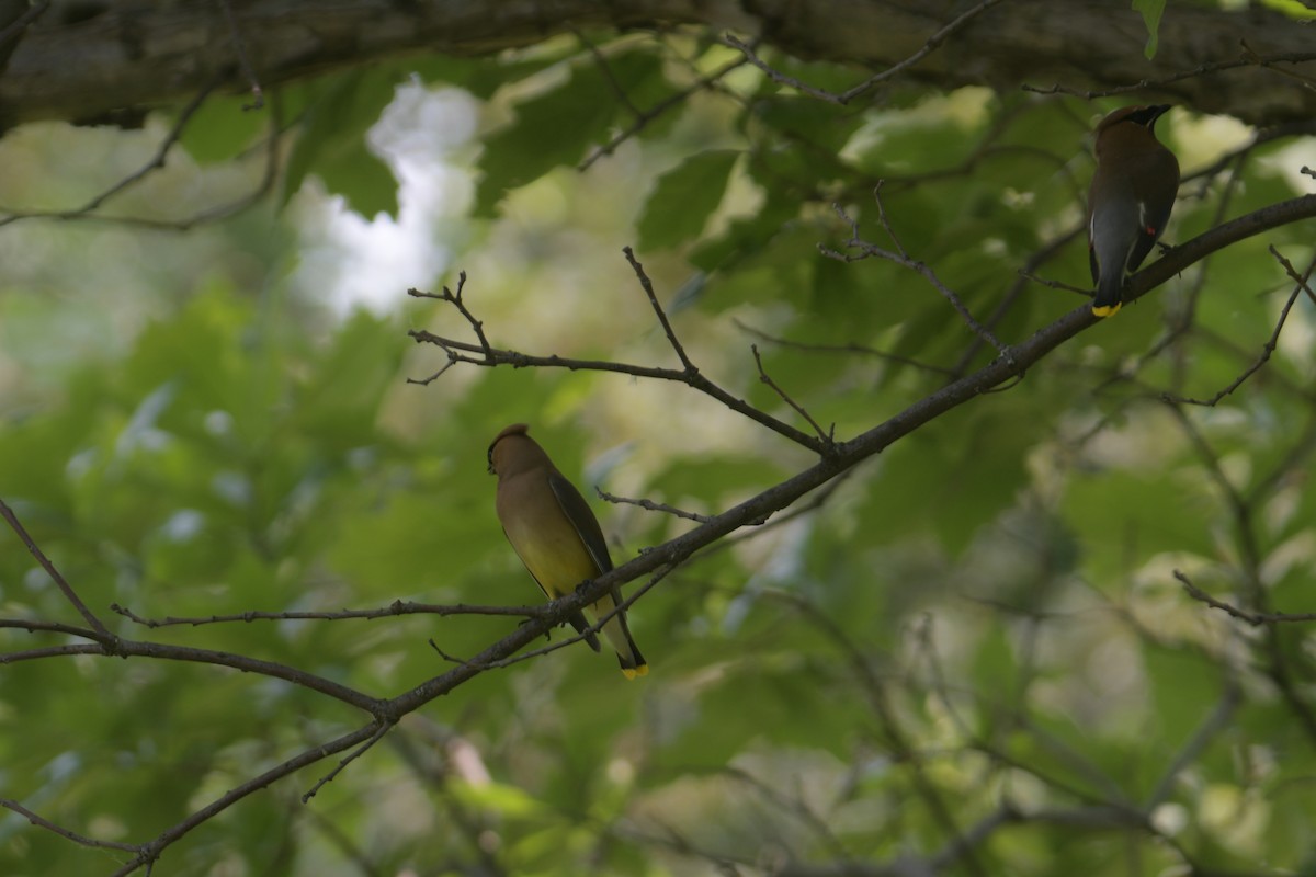 Cedar Waxwing - ML620642258