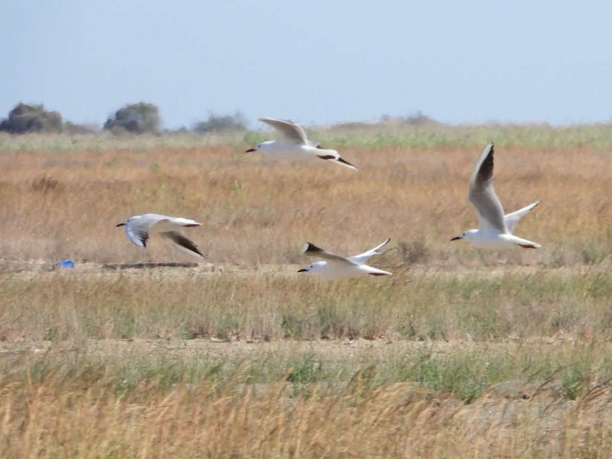 Slender-billed Gull - ML620642259