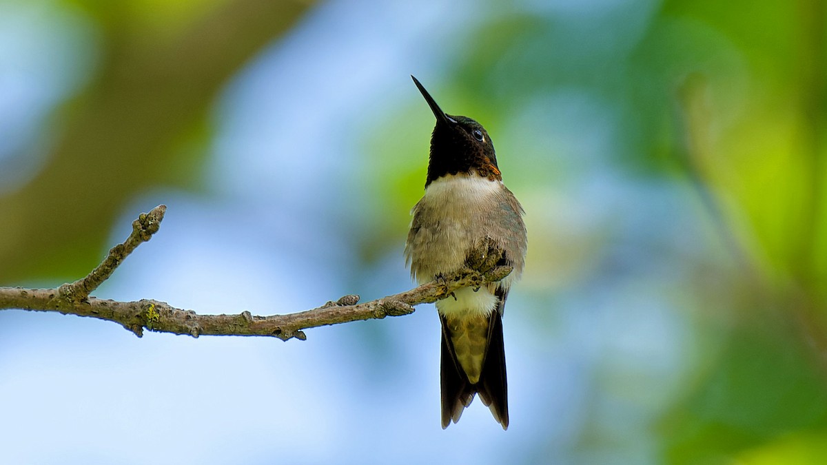 Ruby-throated Hummingbird - ML620642261