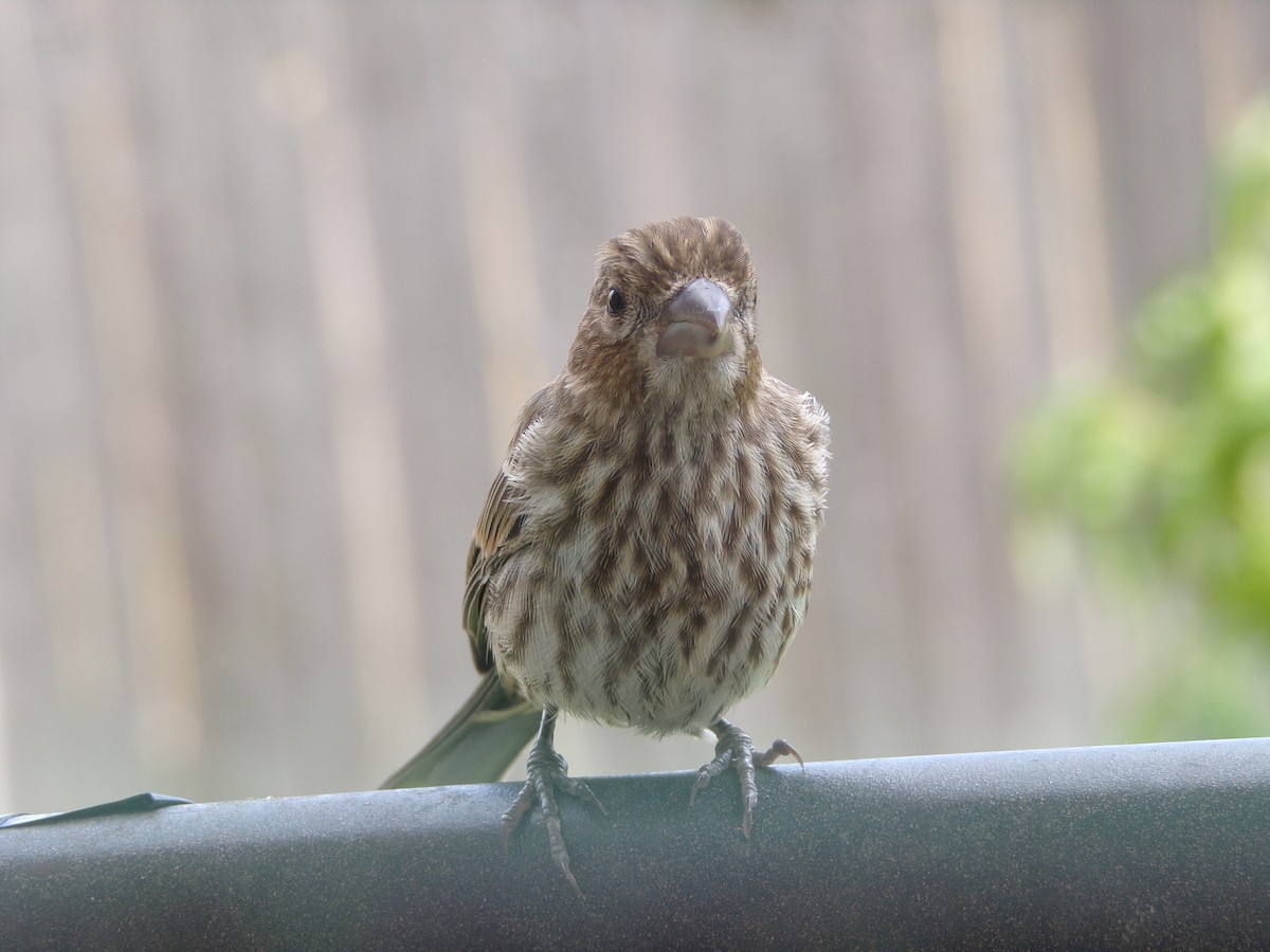 House Finch - ML620642269