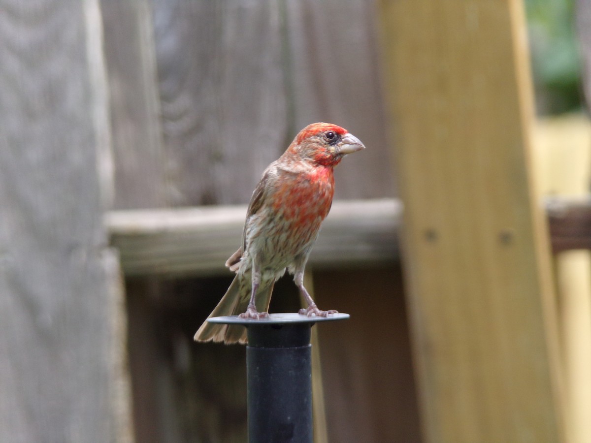 House Finch - ML620642271