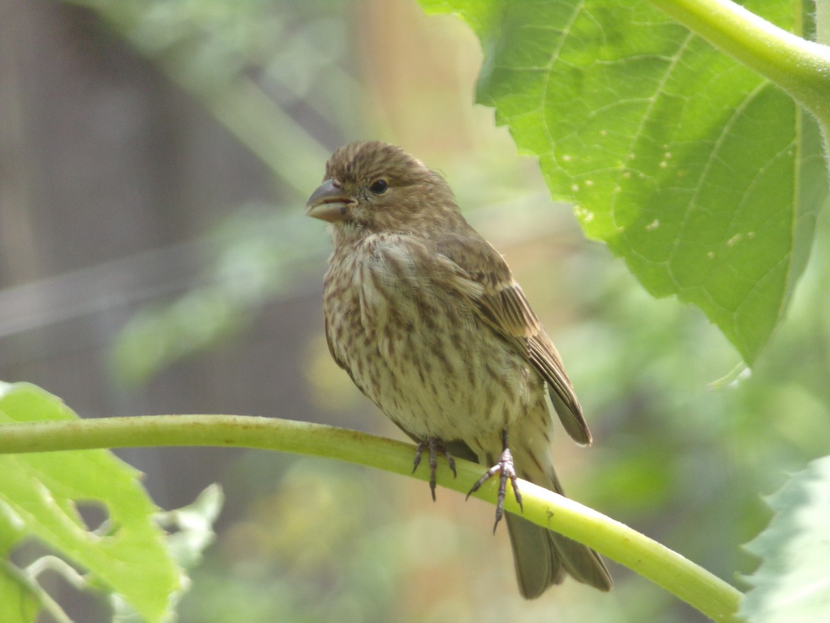 House Finch - ML620642272